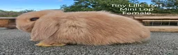 Mini Lop rabbits for sale: Various Mini Lop youngsters  - Advert 6