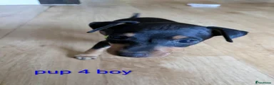 Miniature Pinscher 4