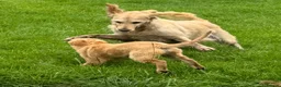 Golden Retriever dogs for sale: Health tested DNA happy KC puppies - Advert 6
