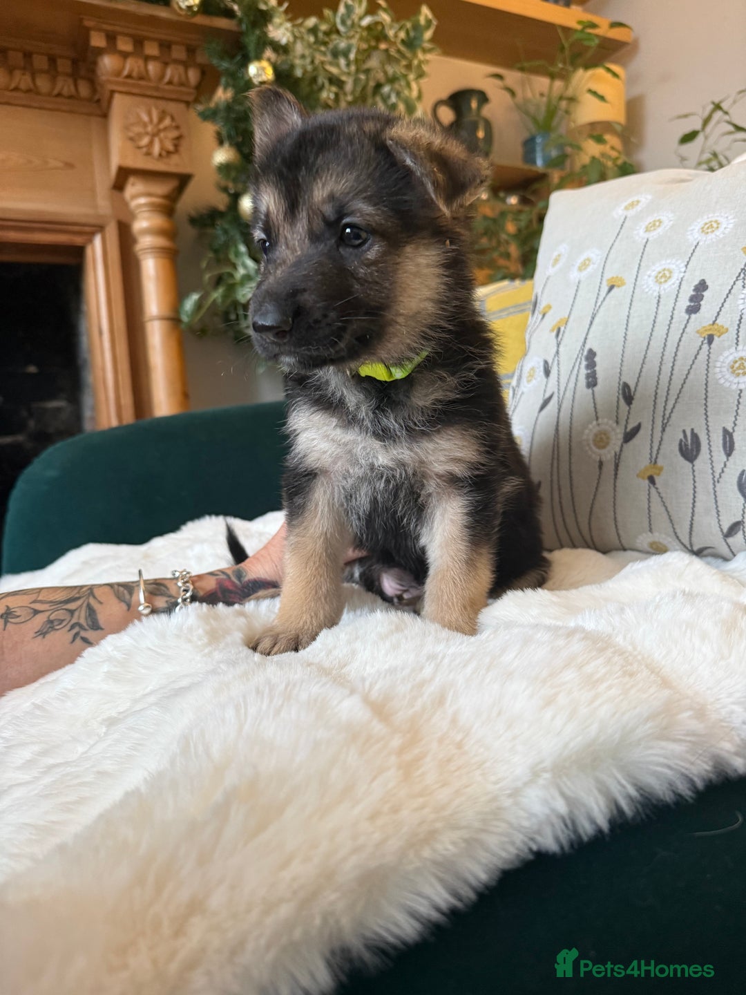German Shepherd dogs for sale: Stunning German Shepherd Puppies - Advert 9