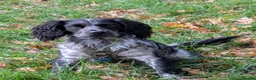 Sprocker dogs for stud: Blue roan Sprocker male for stud - Advert 2