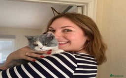 British Shorthair cats for sale: Excellent Quality BSH kittens for Reservation - Image 4