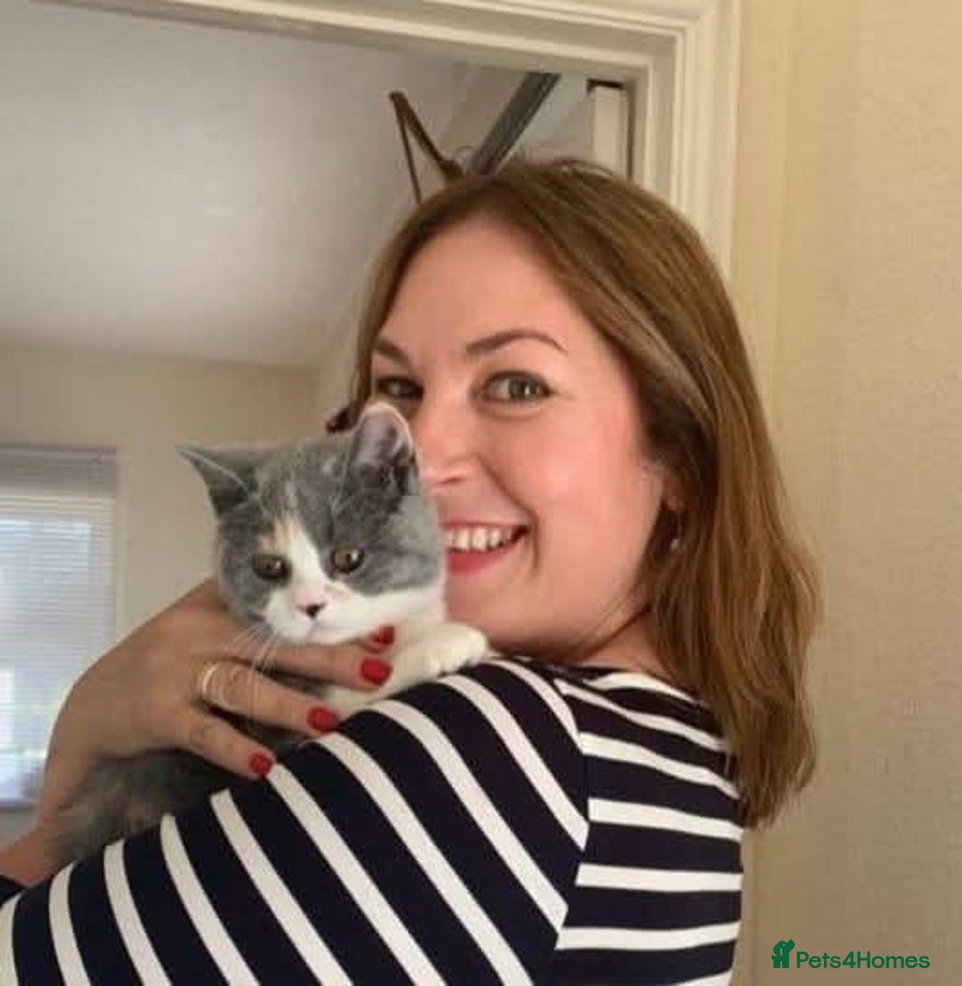 British Shorthair cats for sale: Excellent Quality BSH kittens for Reservation - Image 4