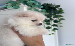 Pomeranian dogs for sale: Adorable White Teddy-Bear Pom Puppies! - Image 19