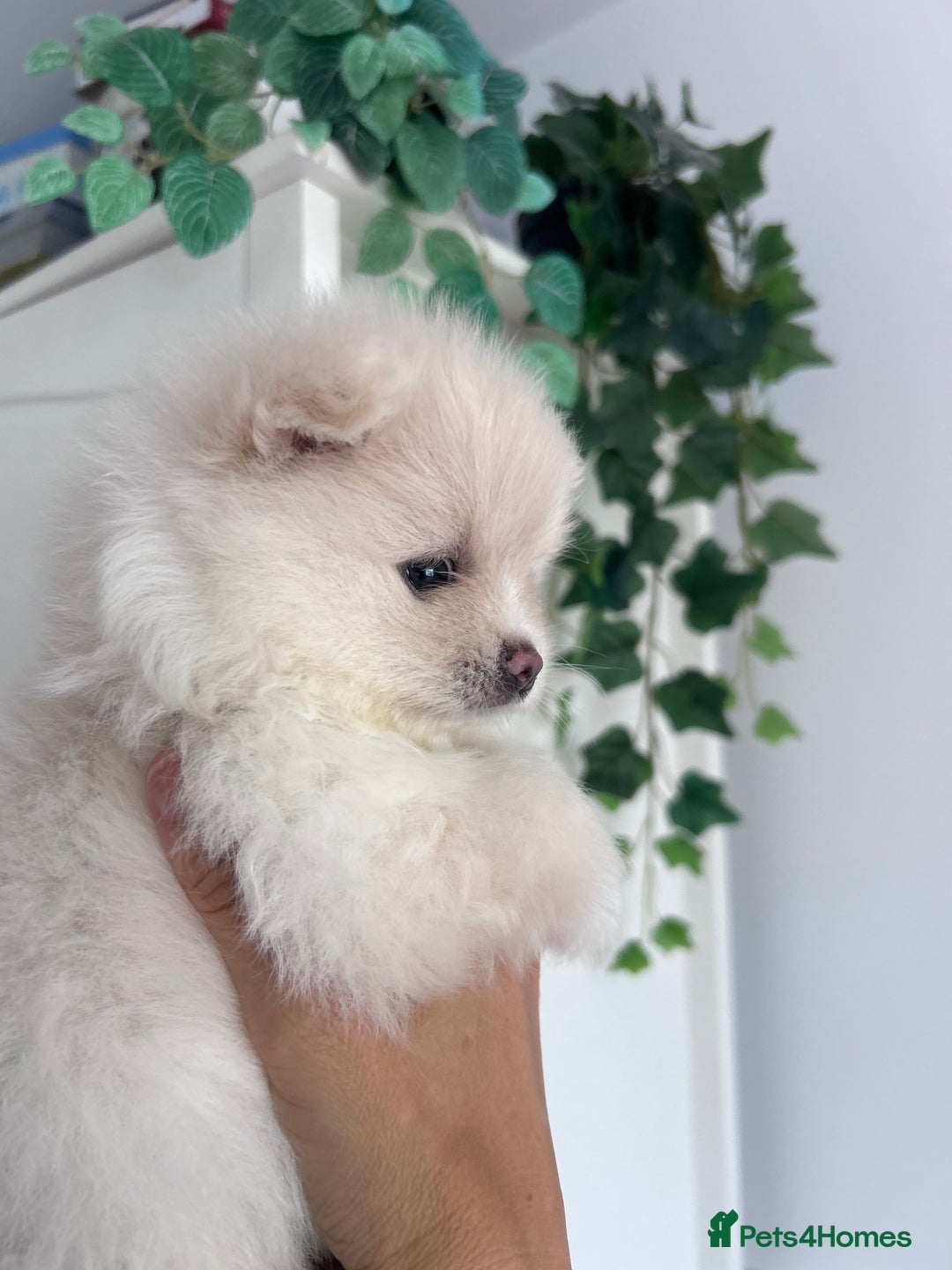 Pomeranian dogs for sale: Adorable White Teddy-Bear Pom Puppies! - Image 19