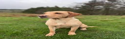 Labrador Retriever dogs for sale: KC Labrador dog pup for sale - Advert 5