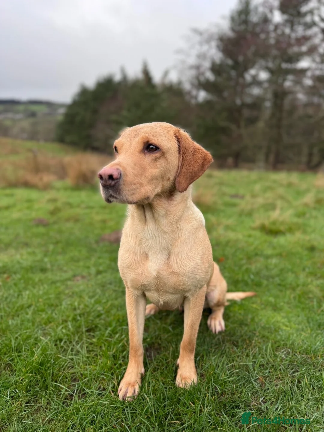 Labrador Retriever dogs for sale: KC Labrador dog pup for sale - Advert 5