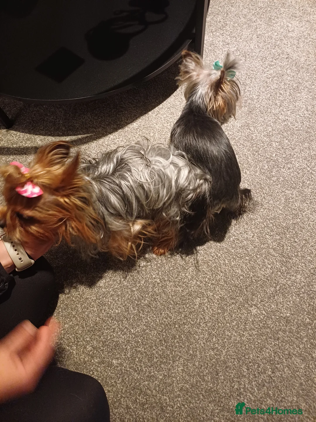 Yorkshire Terrier dogs for stud:  900grams !! The smallest cutest boy in Uk  in Bedford - Advert 22