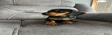Miniature Dachshund Puppy 2