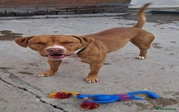 Mixed Breed dogs for adoption: Meet Tally, currently residing in Basildon - Image 8