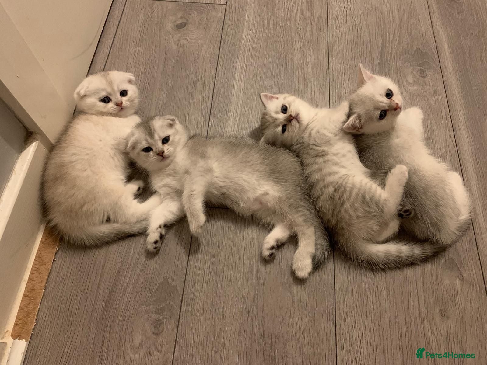Scottish Fold cats Adorable Scottish Fold & Straight Kittens - Advert 2