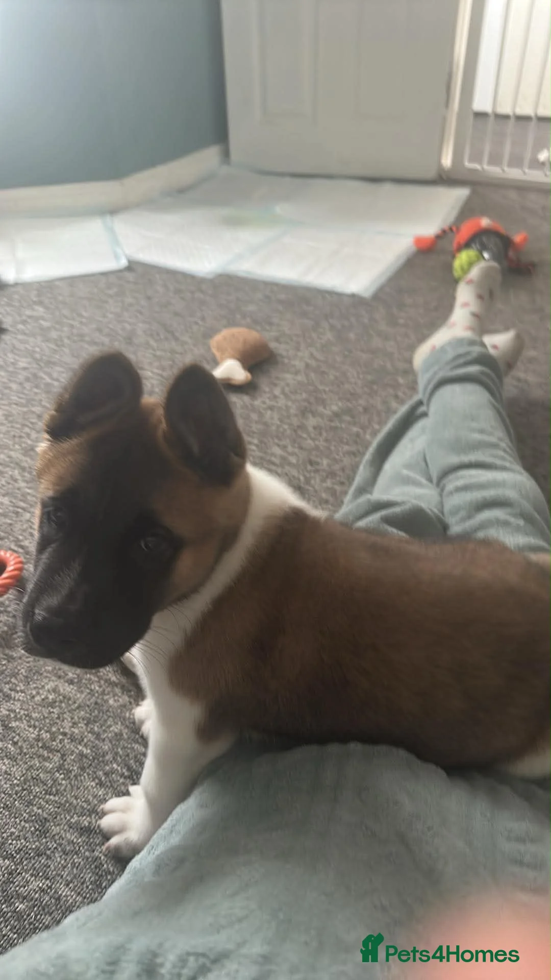 Akita dogs for sale: Make puppy akita - Advert 1