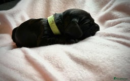 Sprocker dogs for sale: 9 gorgeous Sprocker pups - Image 24