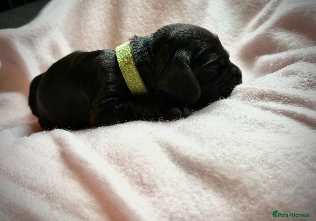 Sprocker dogs for sale: 9 gorgeous Sprocker pups - Image 24