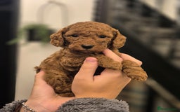 Cockapoo dogs for sale: F2b minature cockapoo  - Image 2