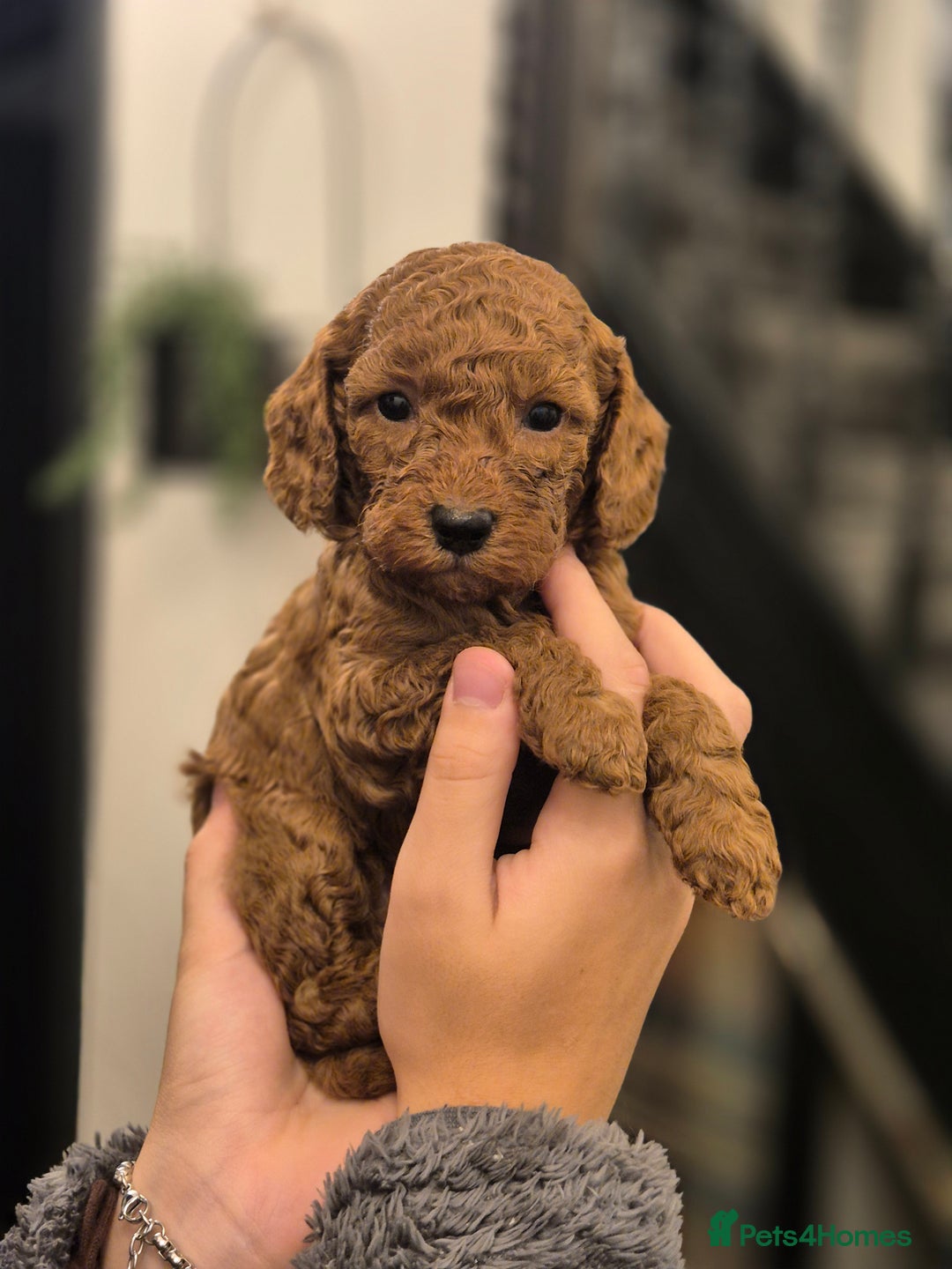 Cockapoo dogs for sale: F2b minature cockapoo  - Image 2