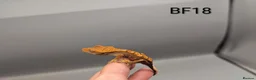 Gecko reptiles for sale: Red Harlequin Crested Gecko CB26 - Advert 2