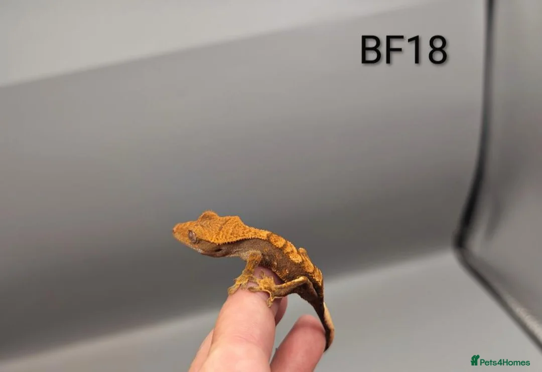 Gecko reptiles for sale: Red Harlequin Crested Gecko CB26 - Advert 2