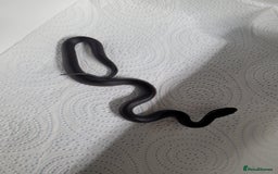 King Snake reptiles for sale: Mexican black king snake  - Image 3