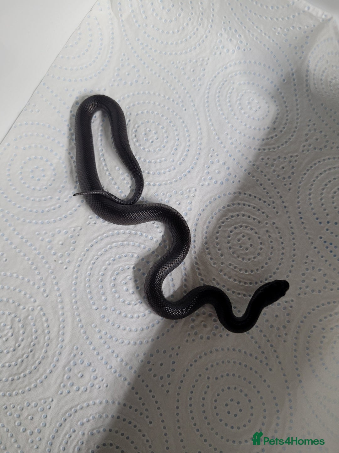 King Snake reptiles for sale: Mexican black king snake  - Image 3
