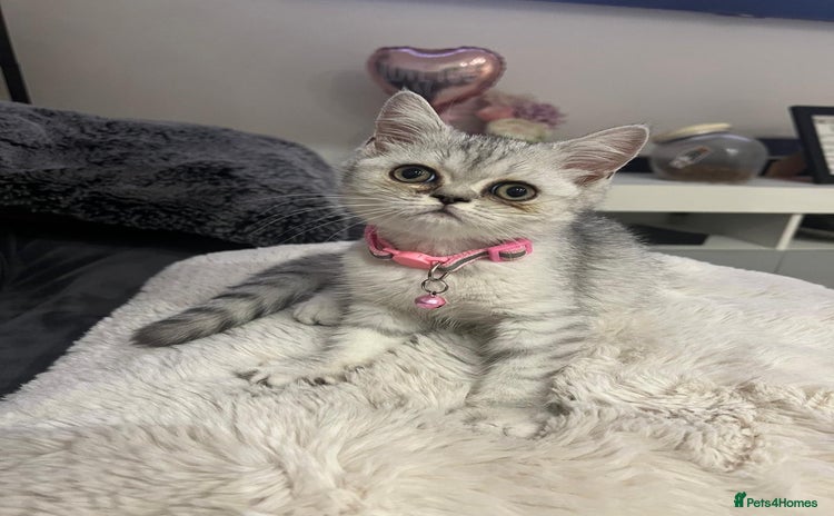 Scottish Fold cats - Advert 5