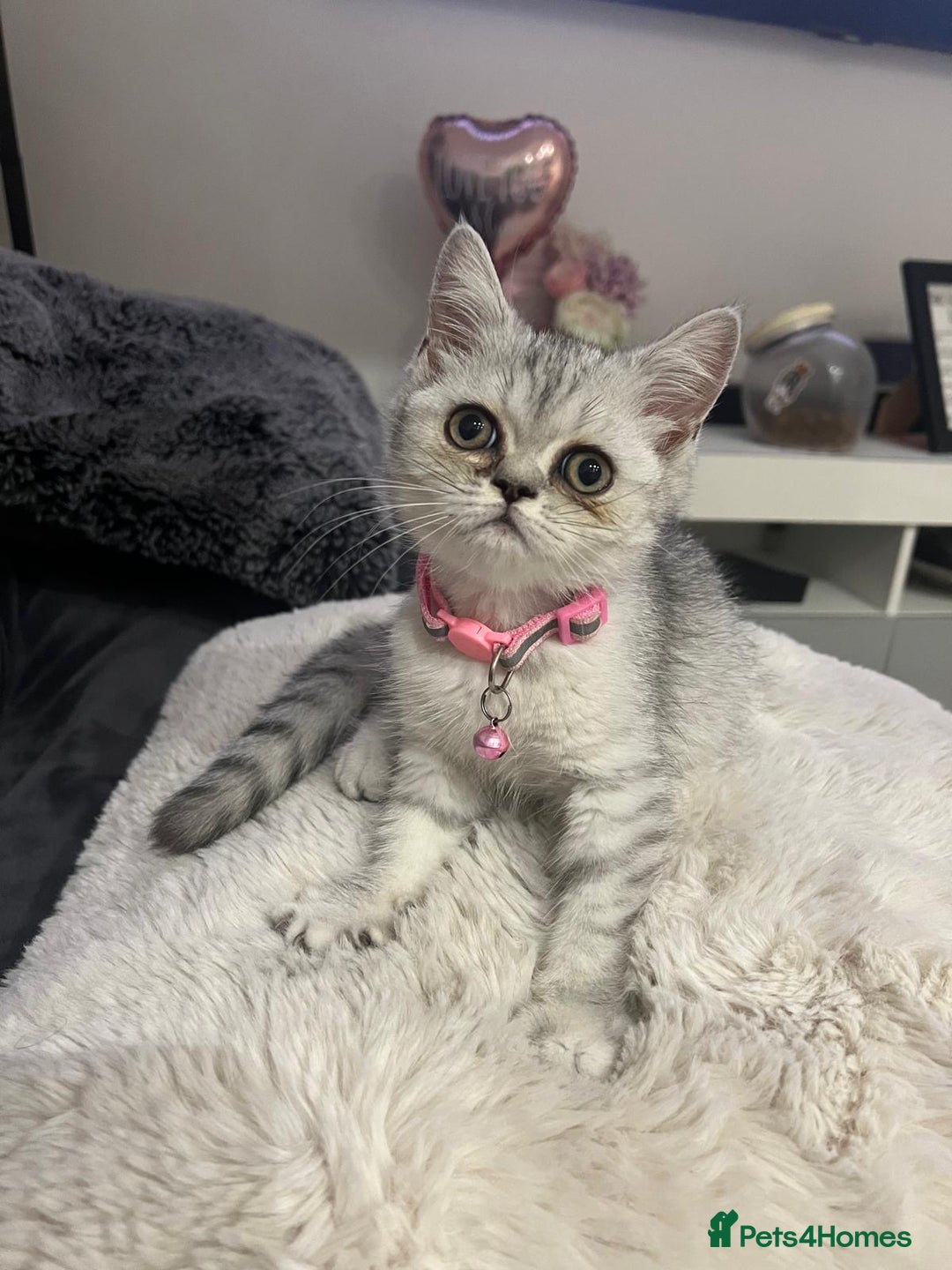 Scottish Fold cats for sale: Kittens scottish fold & Himalayan Persian mix  - Image 1