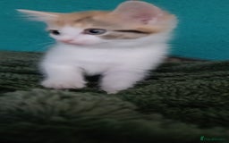 Mixed Breed cats for sale: Kittens ready for homes - Image 4