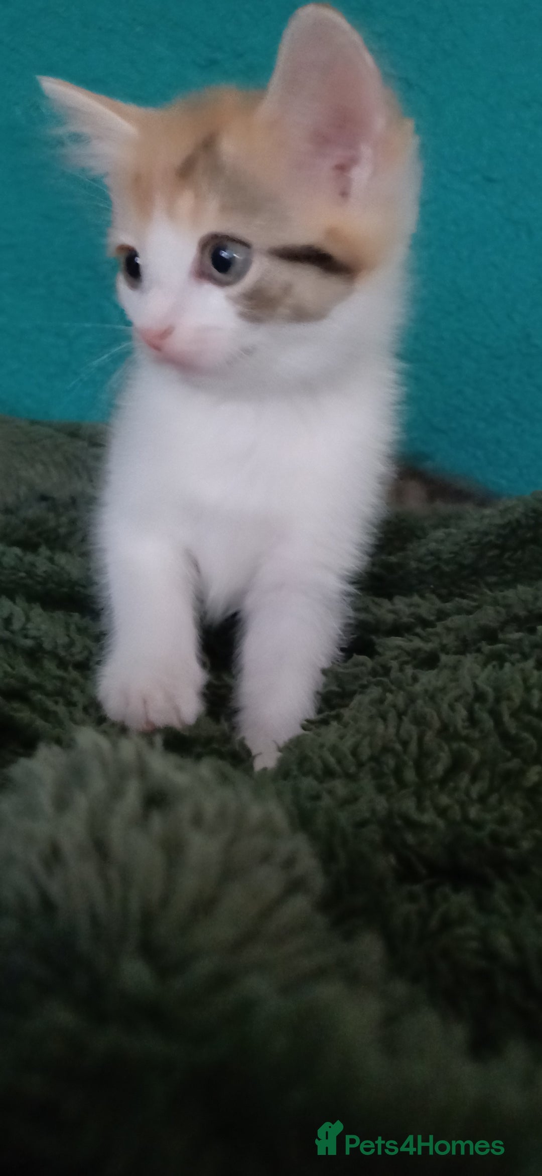 Mixed Breed cats for sale: Kittens ready for homes - Image 4