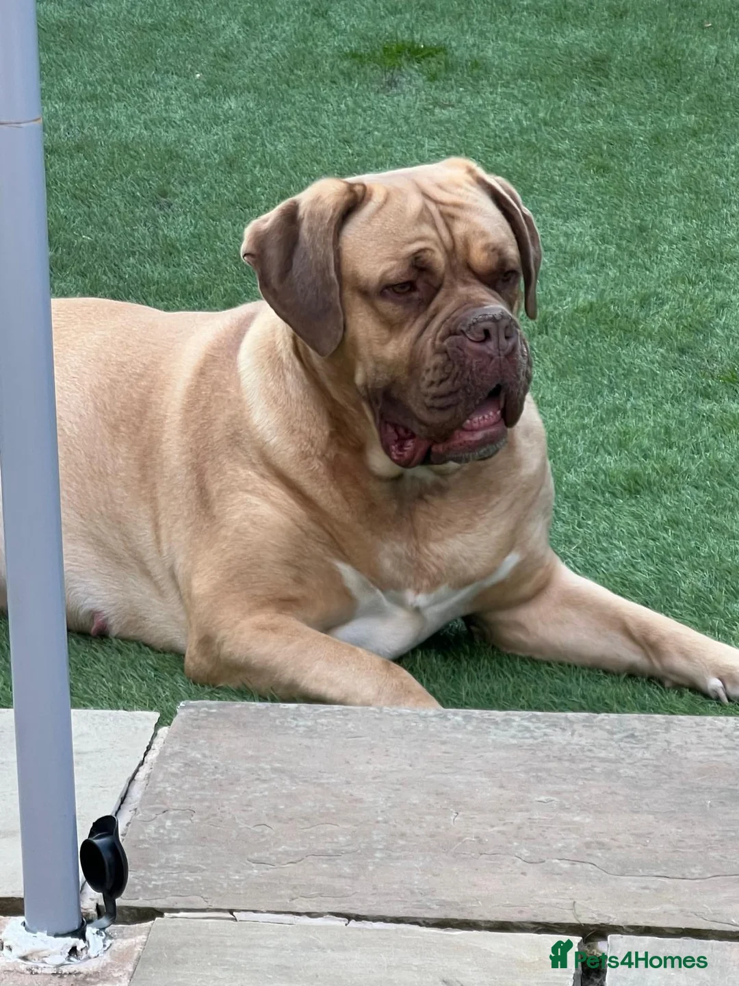 Dogue De Bordeaux dogs for sale: Big beautiful girl in Wakefield - Advert 3
