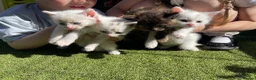 Mixed Breed cats for sale: 💕 beautiful kittens available 💕 - Advert 6