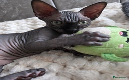 Sphynx cats for sale: FIFe stunning kittens - Image 7