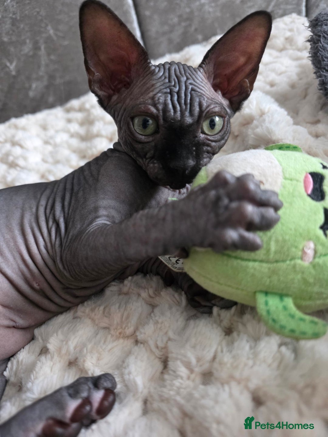 Sphynx cats for sale: FIFe stunning kittens - Image 7