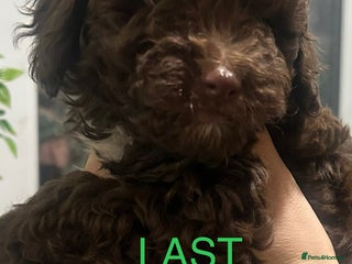 Shihpoo dogs Last chocolate boy! 4 Toy poodle x Shihpoos - Advert 3