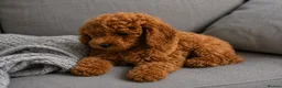 Toy Poodle dogs for sale: Red toy poodle 🐩  - Advert 3
