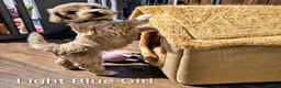 Mini Goldendoodle dogs for sale: Miniature Goldendoodle Puppy F1B - Advert 3