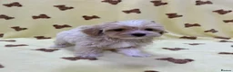 Maltipoo dogs for sale: 🐶5 Maltipoo puppies F1🐾 in Upminster - Advert 13