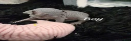 Sphynx cats for sale: Amazing DBE Sphynx kitten GCCF & TICA   - Advert 40