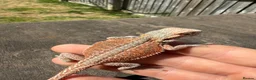 Bearded Dragon reptiles for sale: Bearded Dragons colour mixed 🌈 in Middlewich - Advert 6
