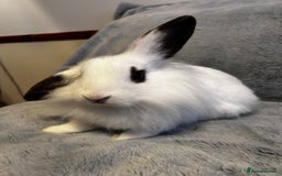 Lionhead rabbits for sale: Lion head Bunnys  - Image 6