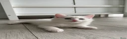 Turkish Angora cats for sale: 3 Adorable Kittens - Advert 6