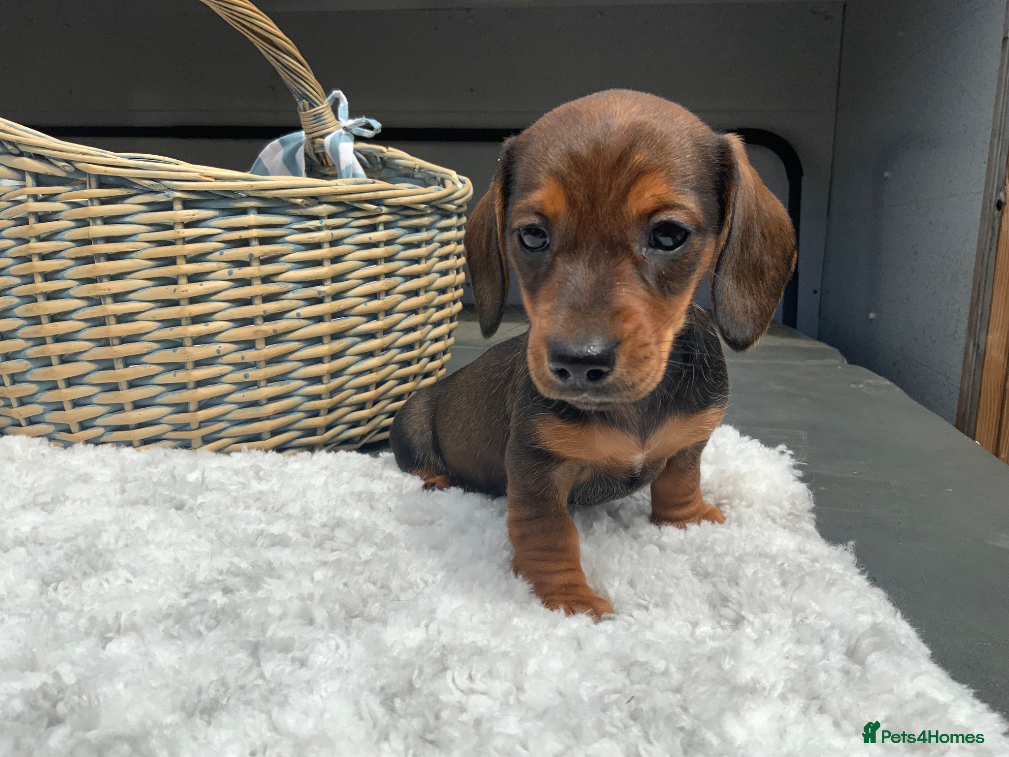 Miniature Dachshund dogs for sale: Miniature Dachshund Puppies 🐶  - Advert 3
