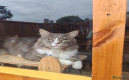 Maine Coon cats for sale: Adult blue male  - Image 1
