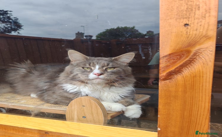 Maine Coon cats - Advert 13
