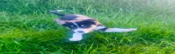 Border Collie dogs for sale: Farm bred Border Collie pups in Alnwick - Advert 4