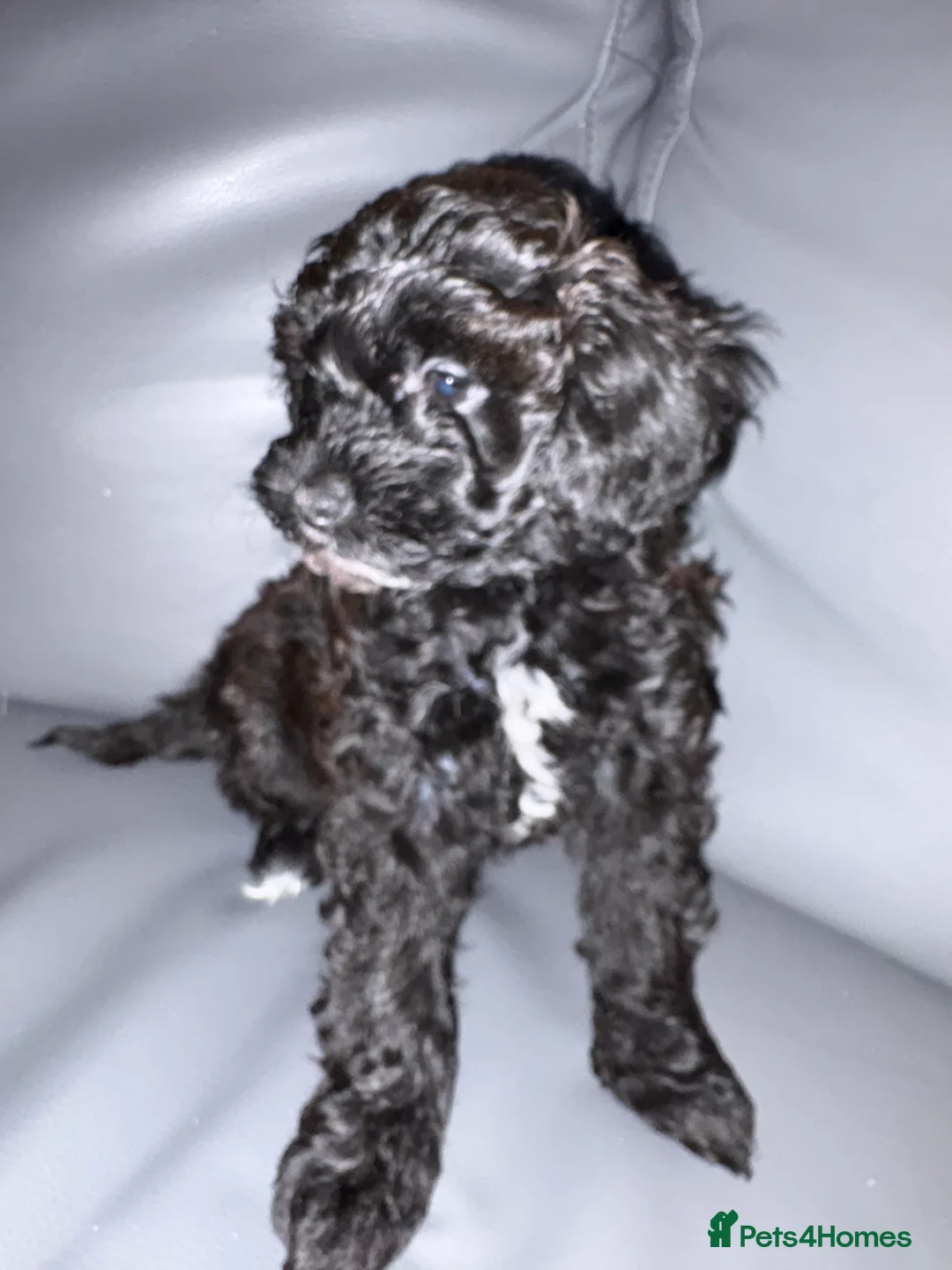 Shihpoo dogs for sale: ✨ REDUCED PRICE. Last Shihpoo Puppy Left  ✨ - Advert 2