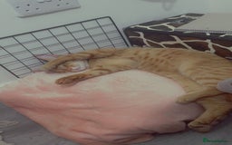 Domestic Shorthair cats for sale: Nacho - Image 2