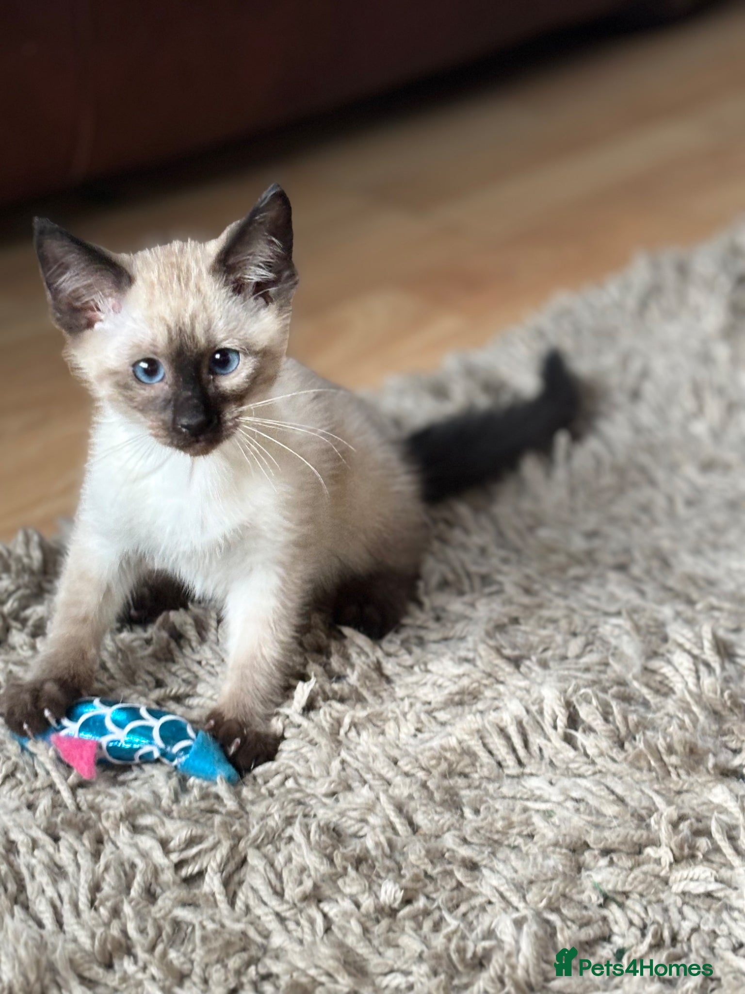 Siamese Kitten 6