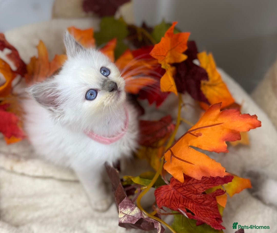 Ragdoll cats for sale: Adorable Ragdoll Kittens GCCF Registered  - Image 10