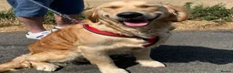 Golden Retriever dogs for sale: 35*GEN FCI KC Reg DAD TITLED CHAMPION HEALTH CER - Advert 7