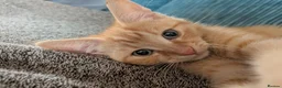 British Shorthair cats for sale: Male a ginger 16 week old kitten - Advert 6